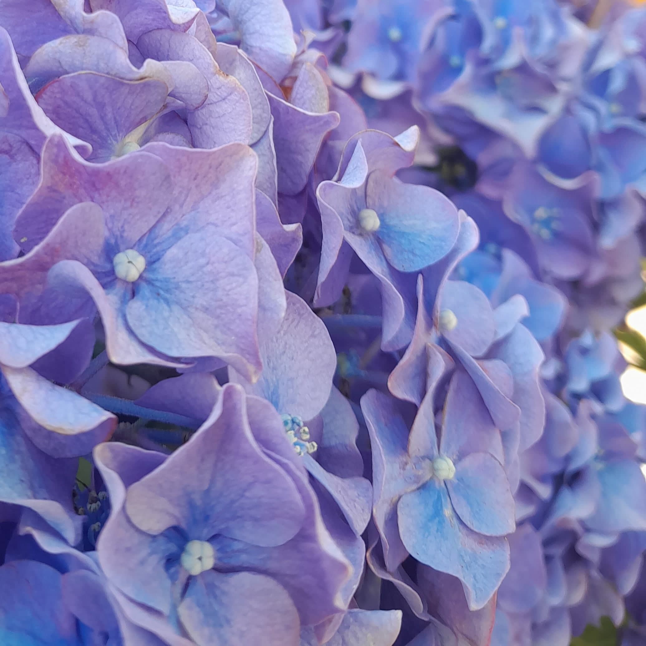 HYDRANGEA