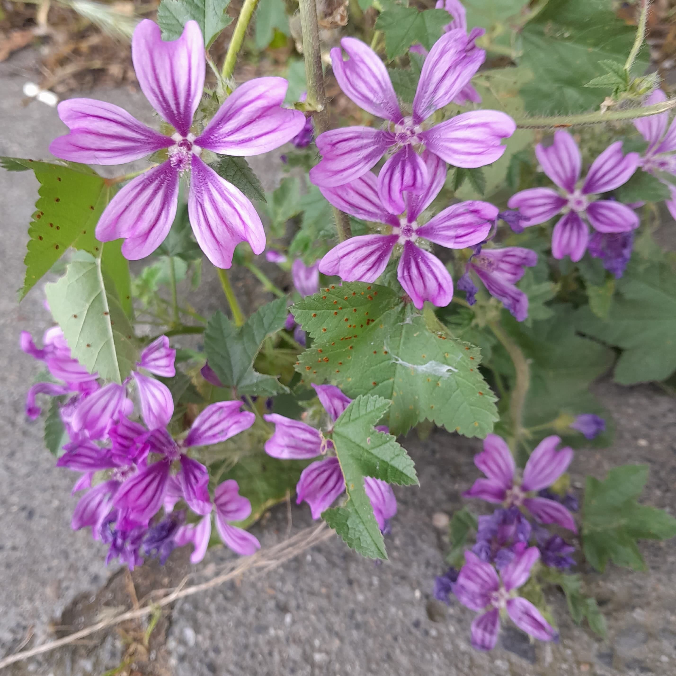 SIDEWALK FLOWER